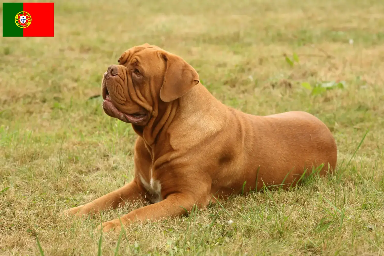 Bordeauxdogge Welpen und Züchter Portugal Hier findest Du Bordeauxdoggen Züchter in Portugal.