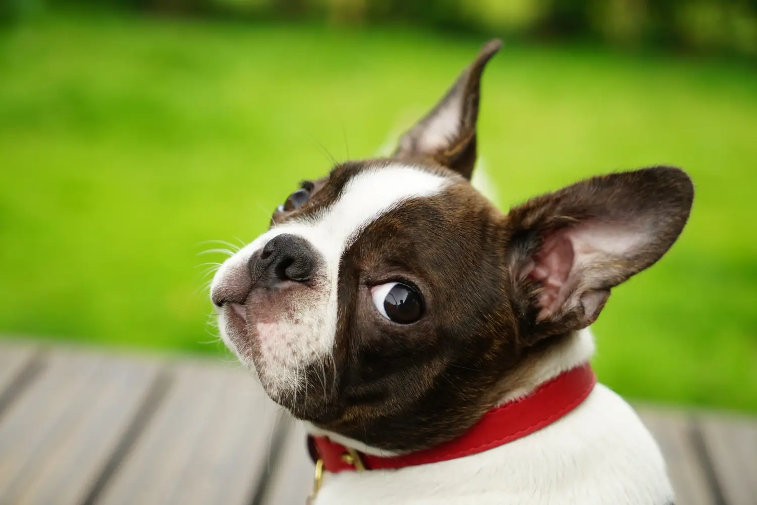 Einen Boston Terrier Welpen zu kaufen, bedeutet Verantwortung zu übernehmen! Boston Terrier Welpen kaufen.