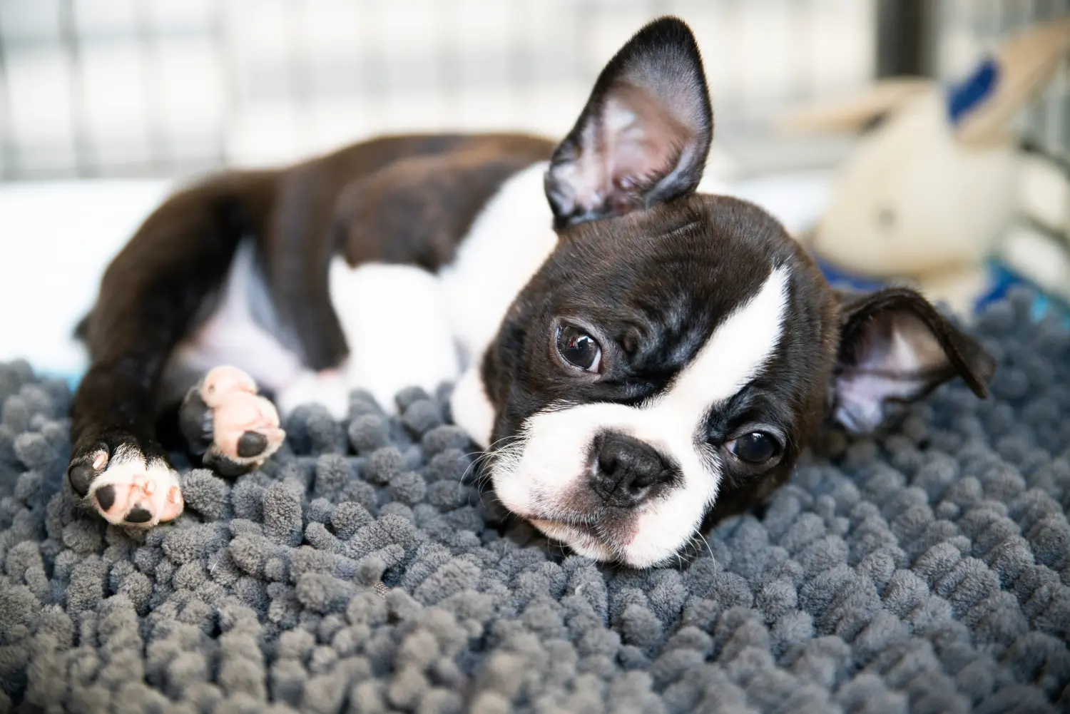 Einen Boston Terrier Welpen zu kaufen, bedeutet Verantwortung zu übernehmen! Boston Terrier Welpen kaufen.