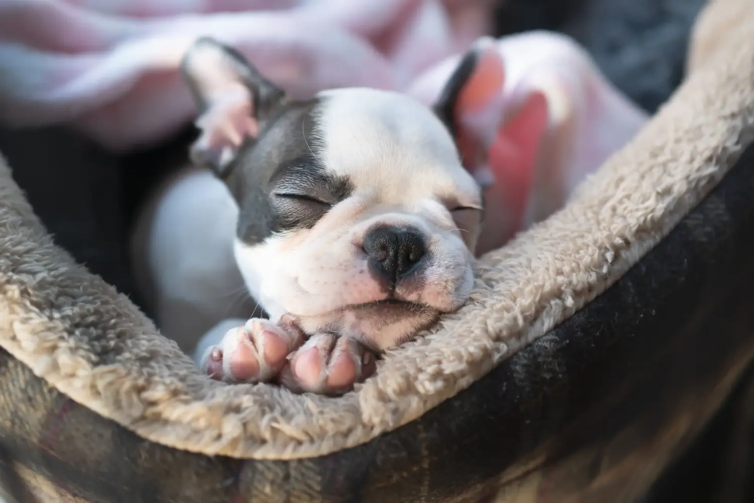 Einen Boston Terrier Welpen zu kaufen, bedeutet Verantwortung zu übernehmen! Boston Terrier Welpen kaufen.