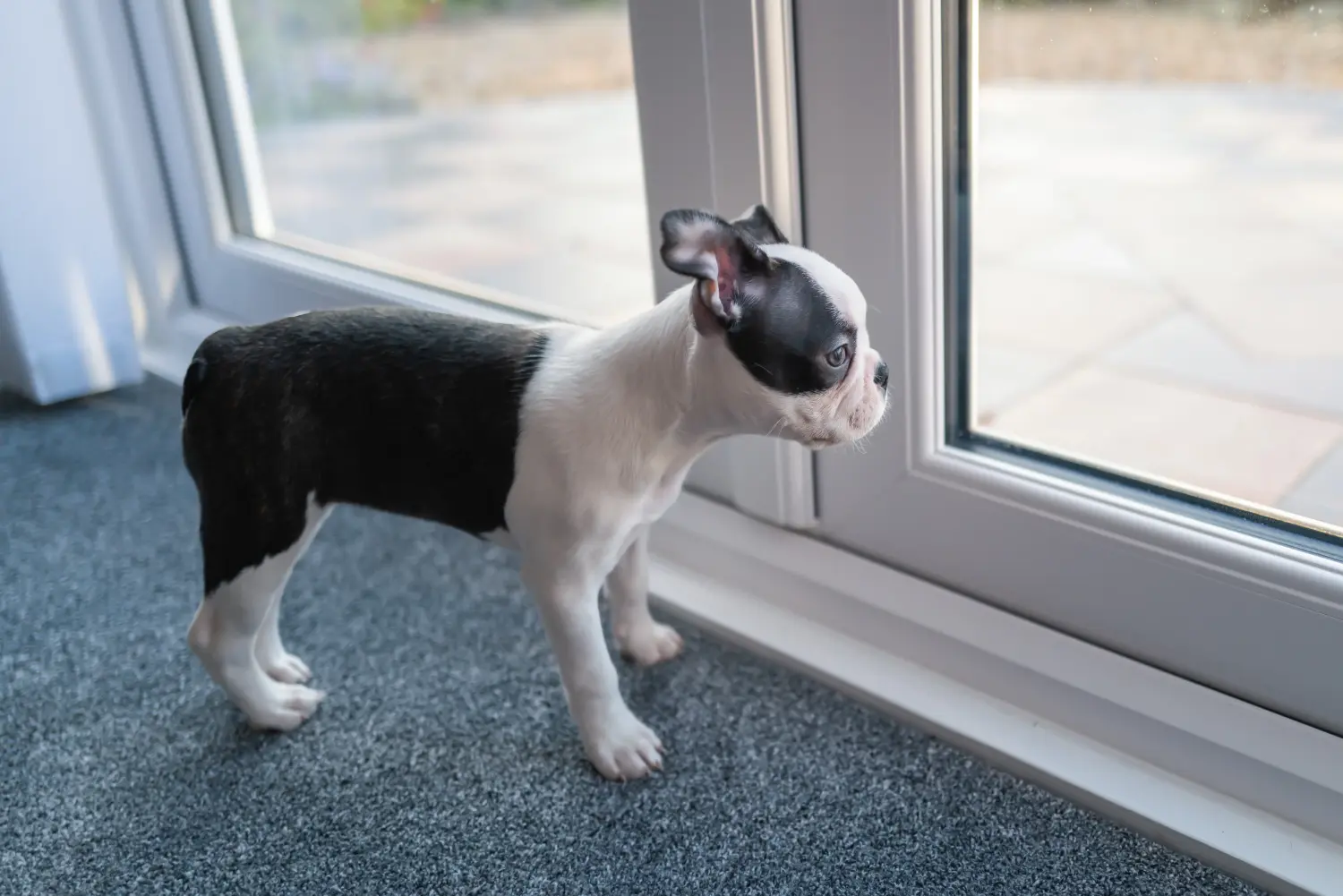 Einen Boston Terrier Welpen zu kaufen, bedeutet Verantwortung zu übernehmen! Boston Terrier Welpen kaufen.