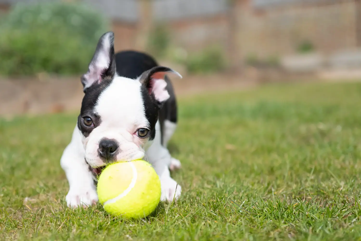 Einen Boston Terrier Welpen zu kaufen, bedeutet Verantwortung zu übernehmen! Boston Terrier Welpen kaufen.