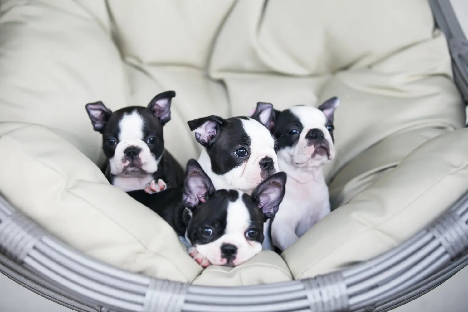 Einen Boston Terrier Welpen zu kaufen, bedeutet Verantwortung zu übernehmen! Boston Terrier Welpen kaufen.