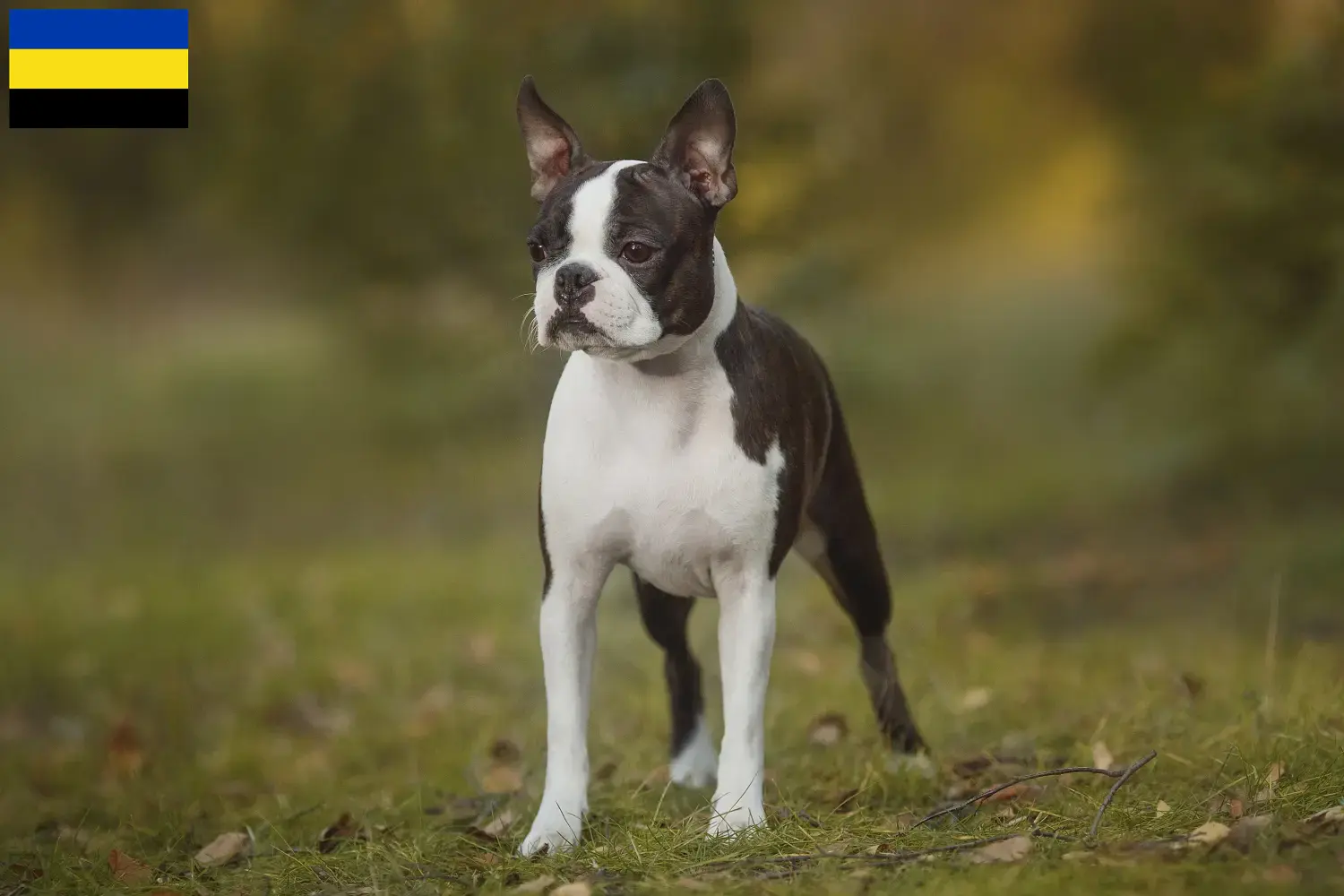 Boston Terrier Welpen und Züchter Gelderland Hier findest Du Boston Terrier Züchter in Gelderland.