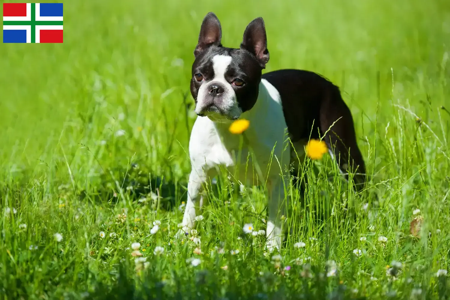 Boston Terrier Welpen und Züchter Groningen Hier findest Du Boston Terrier Züchter in Groningen.