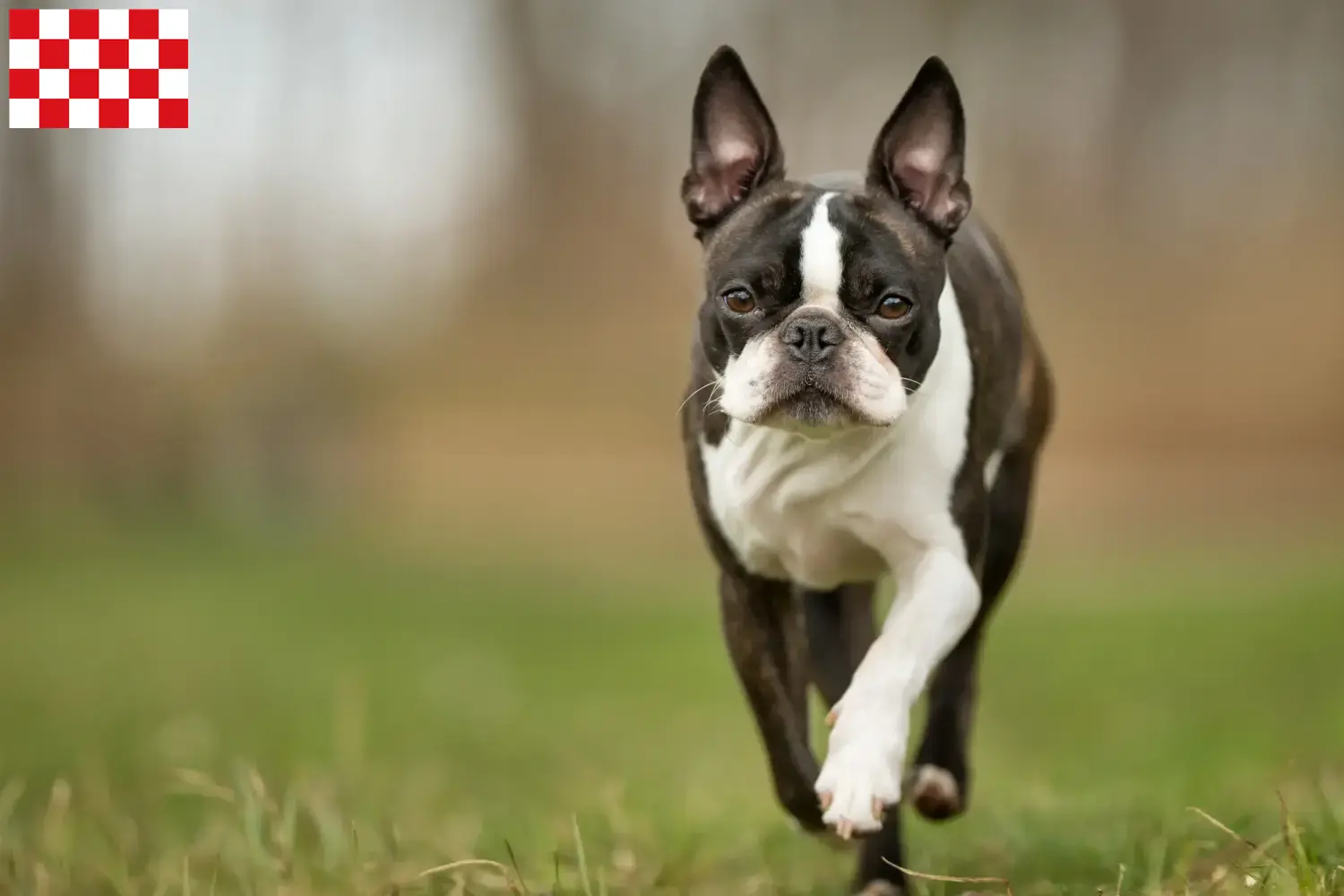 Boston Terrier Welpen und Züchter Nordbrabant Hier findest Du Boston Terrier Züchter in Nordbrabant.