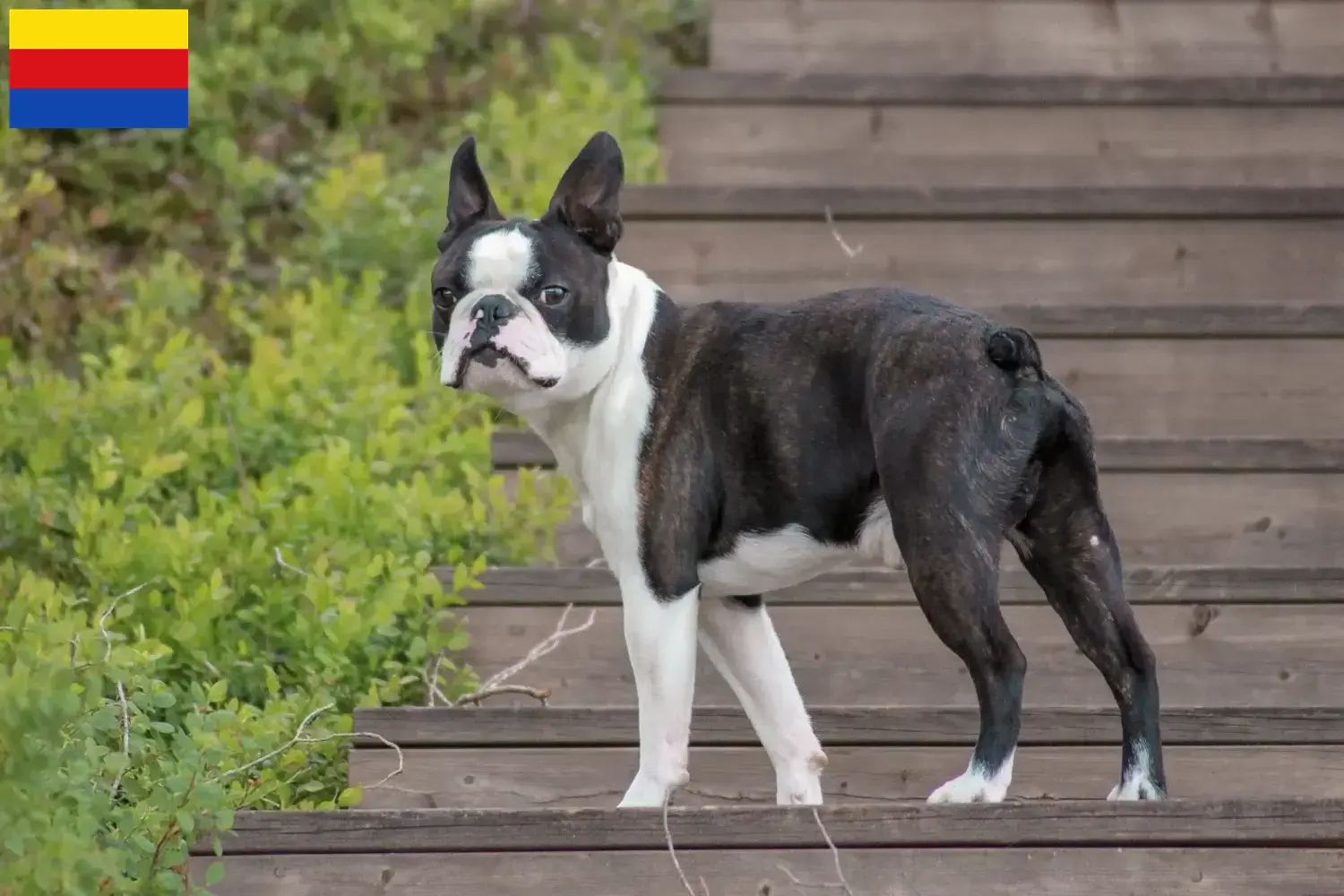 Boston Terrier Welpen und Züchter Nordholland Hier findest Du Boston Terrier Züchter in Nordholland.