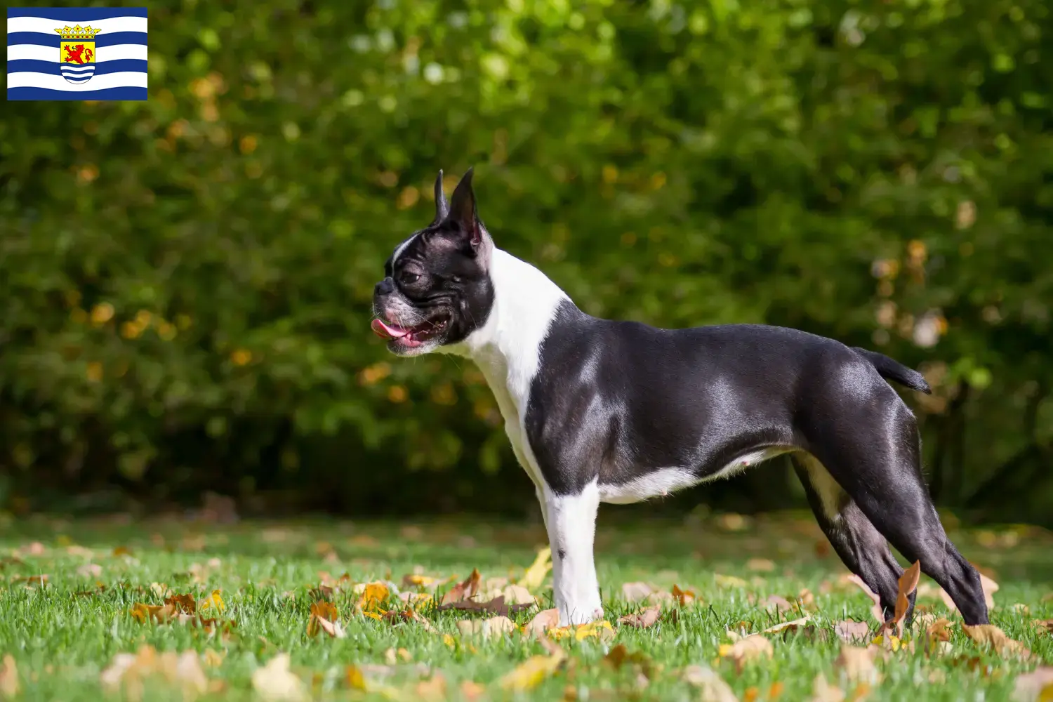 Boston Terrier Welpen und Züchter Zeeland Hier findest Du Boston Terrier Züchter in Zeeland.