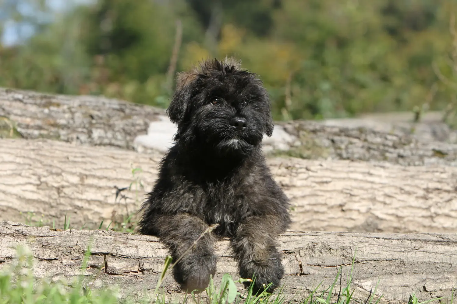 Einen Bouvier des Flandres Welpen zu kaufen, bedeutet Verantwortung zu übernehmen! Bouvier des Flandres Welpen kaufen.