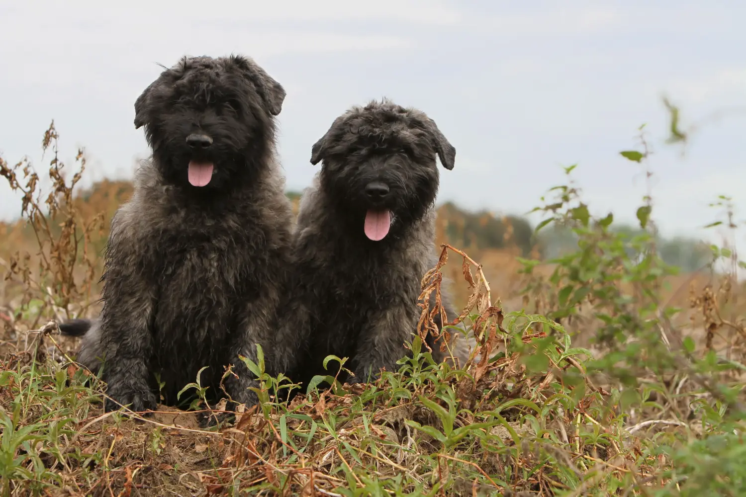 Einen Bouvier des Flandres Welpen zu kaufen, bedeutet Verantwortung zu übernehmen! Bouvier des Flandres Welpen kaufen.