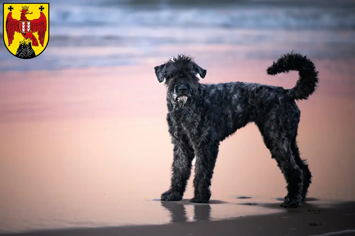 Bouvier des Flandres Welpen und Züchter Burgenland Hier findest Du Bouvier des Flandres Züchter im Burgenland.