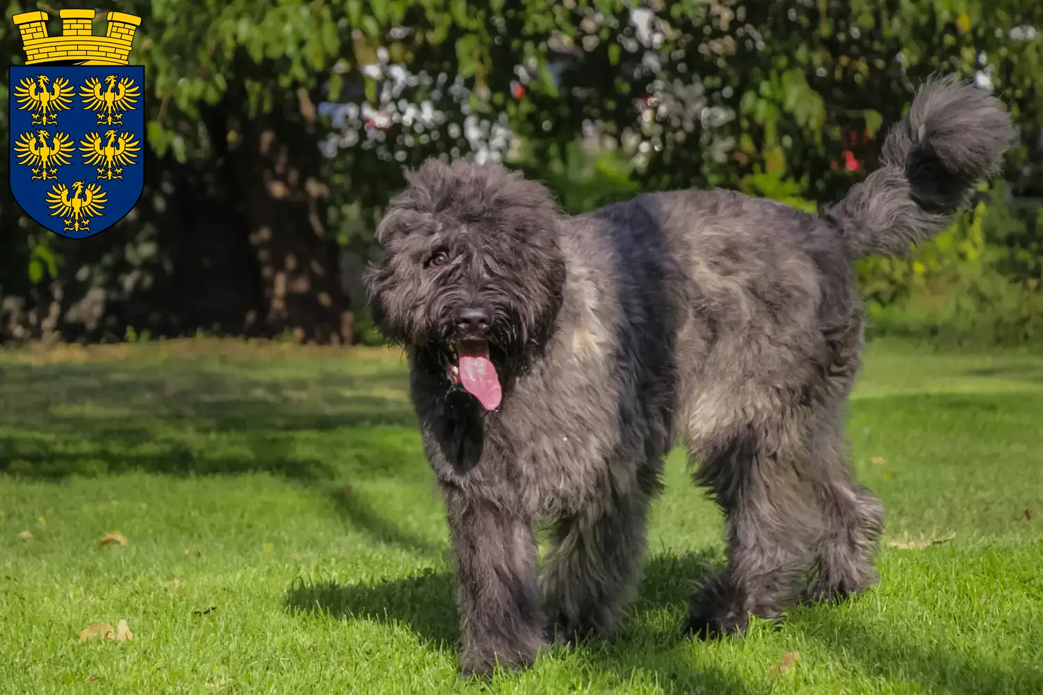 Bouvier des Flandres Welpen und Züchter Niederösterreich Hier findest Du Bouvier des Flandres Züchter in Niederösterreich.