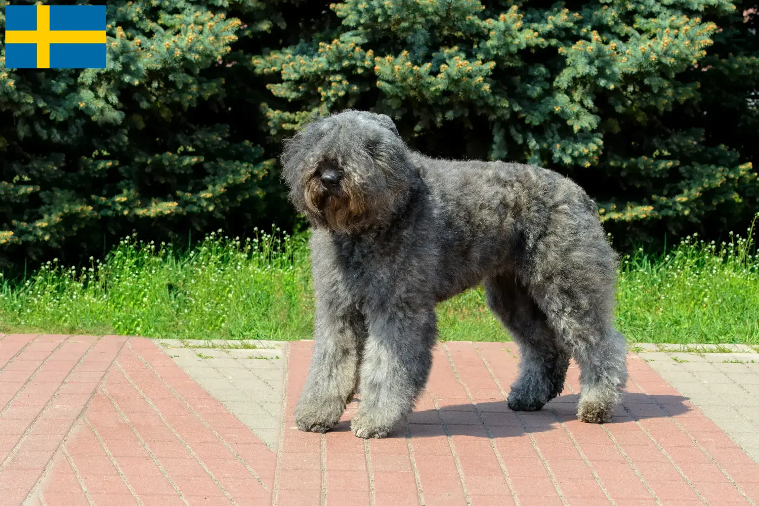 Bouvier des Flandres Welpen und Züchter Schweden Hier findest Du Bouvier des Flandres Züchter in Schweden.