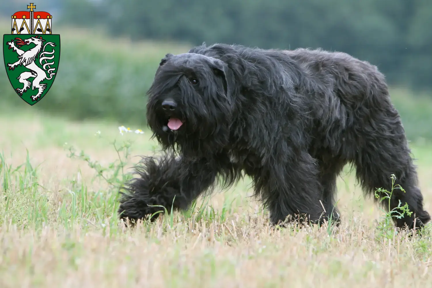Bouvier des Flandres Welpen und Züchter Steiermark Hier findest Du Bouvier des Flandres Züchter in der Steiermark.