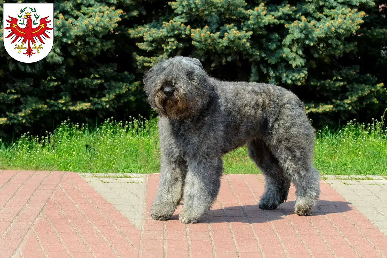Bouvier des Flandres Welpen und Züchter Tirol Hier findest Du Bouvier des Flandres Züchter in Tirol.
