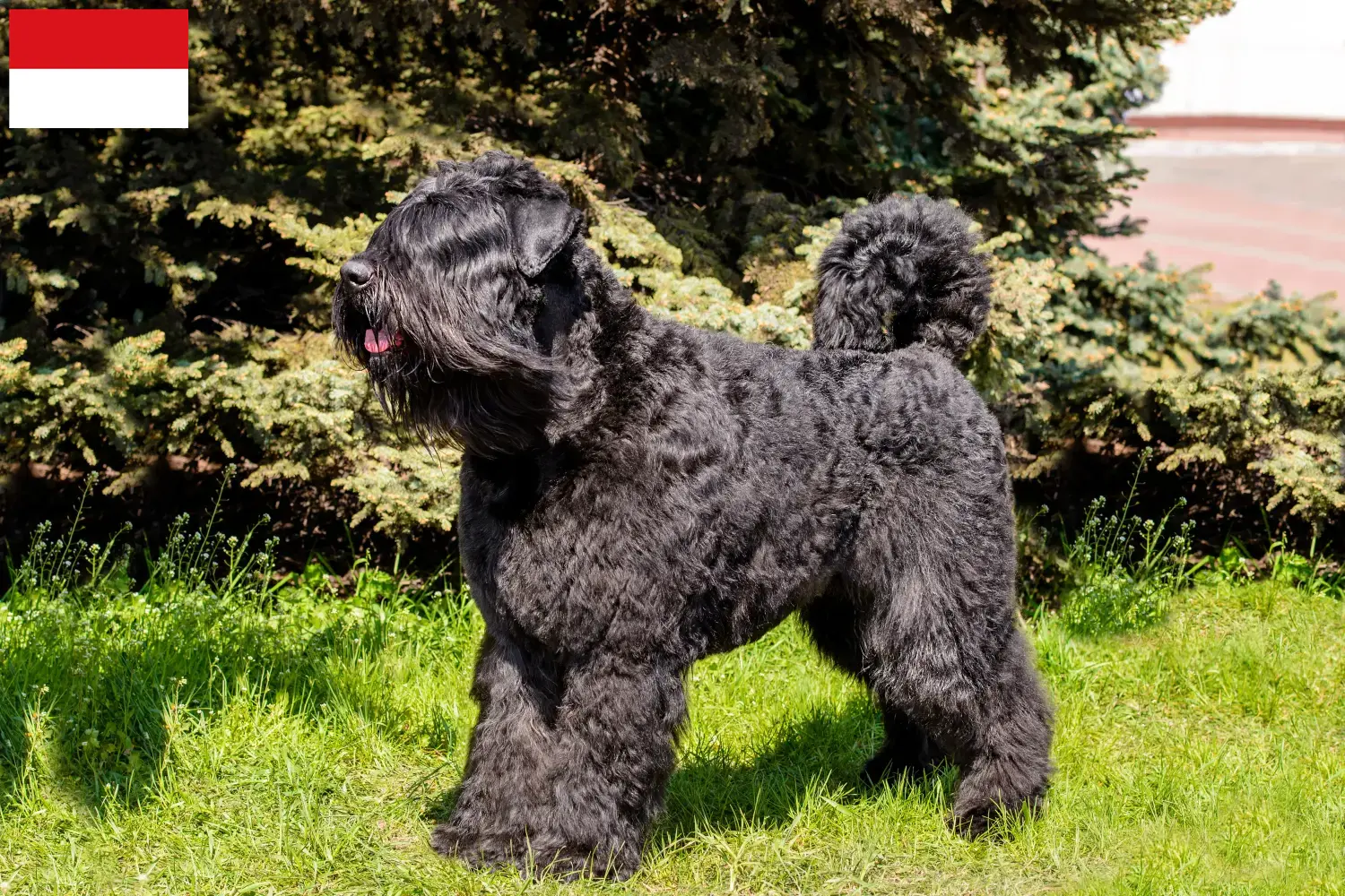 Bouvier des Flandres Welpen und Züchter Wien Hier findest Du Bouvier des Flandres Züchter in Wien.