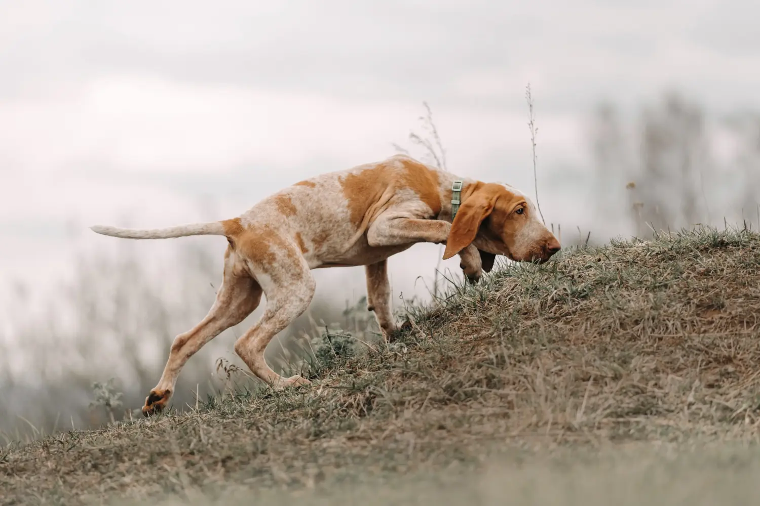 Einen Bracco Italiano Welpen zu kaufen, bedeutet Verantwortung zu übernehmen! Bracco Italiano Welpen kaufen.