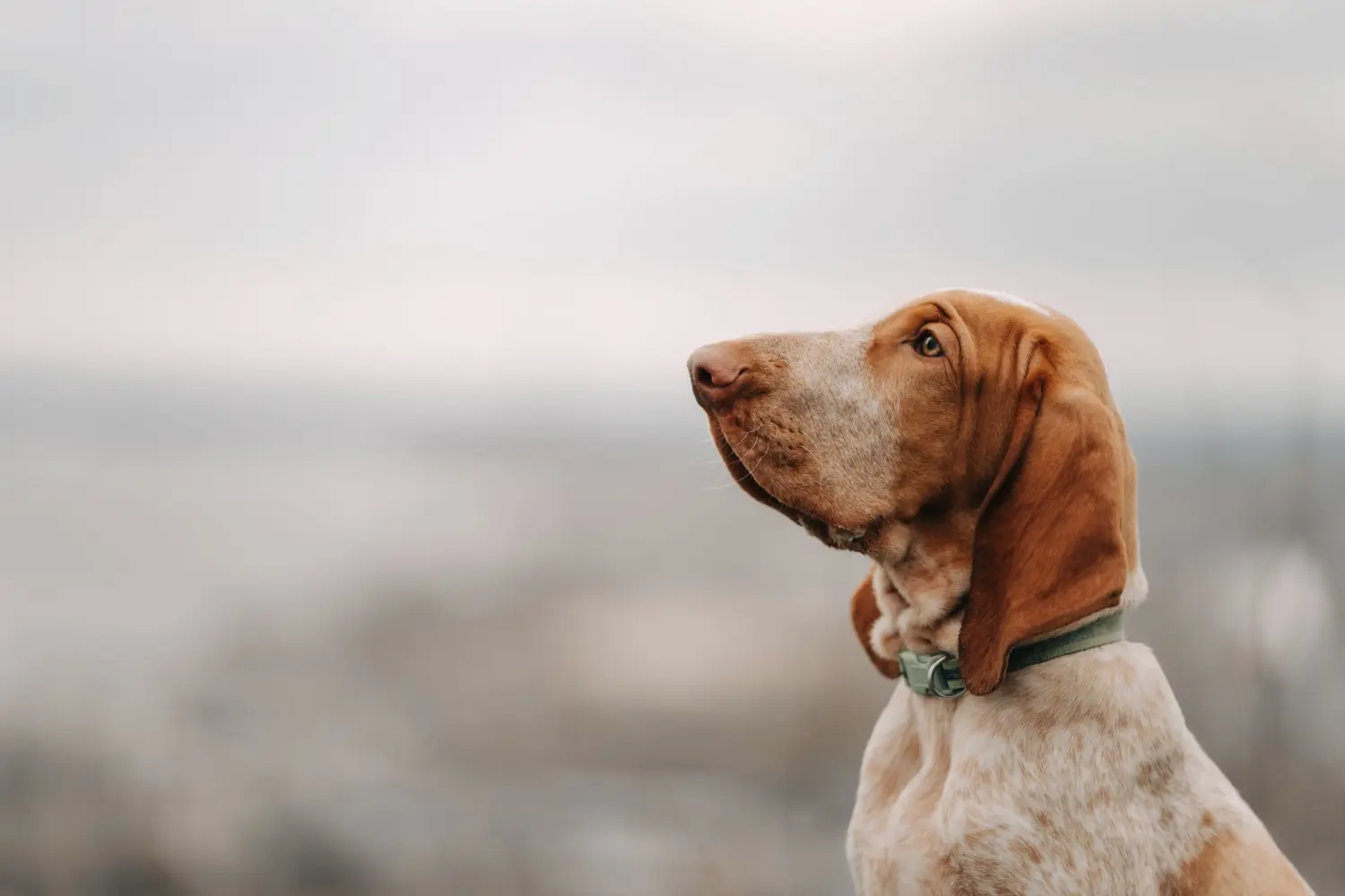 Einen Bracco Italiano Welpen zu kaufen, bedeutet Verantwortung zu übernehmen! Bracco Italiano Welpen kaufen.