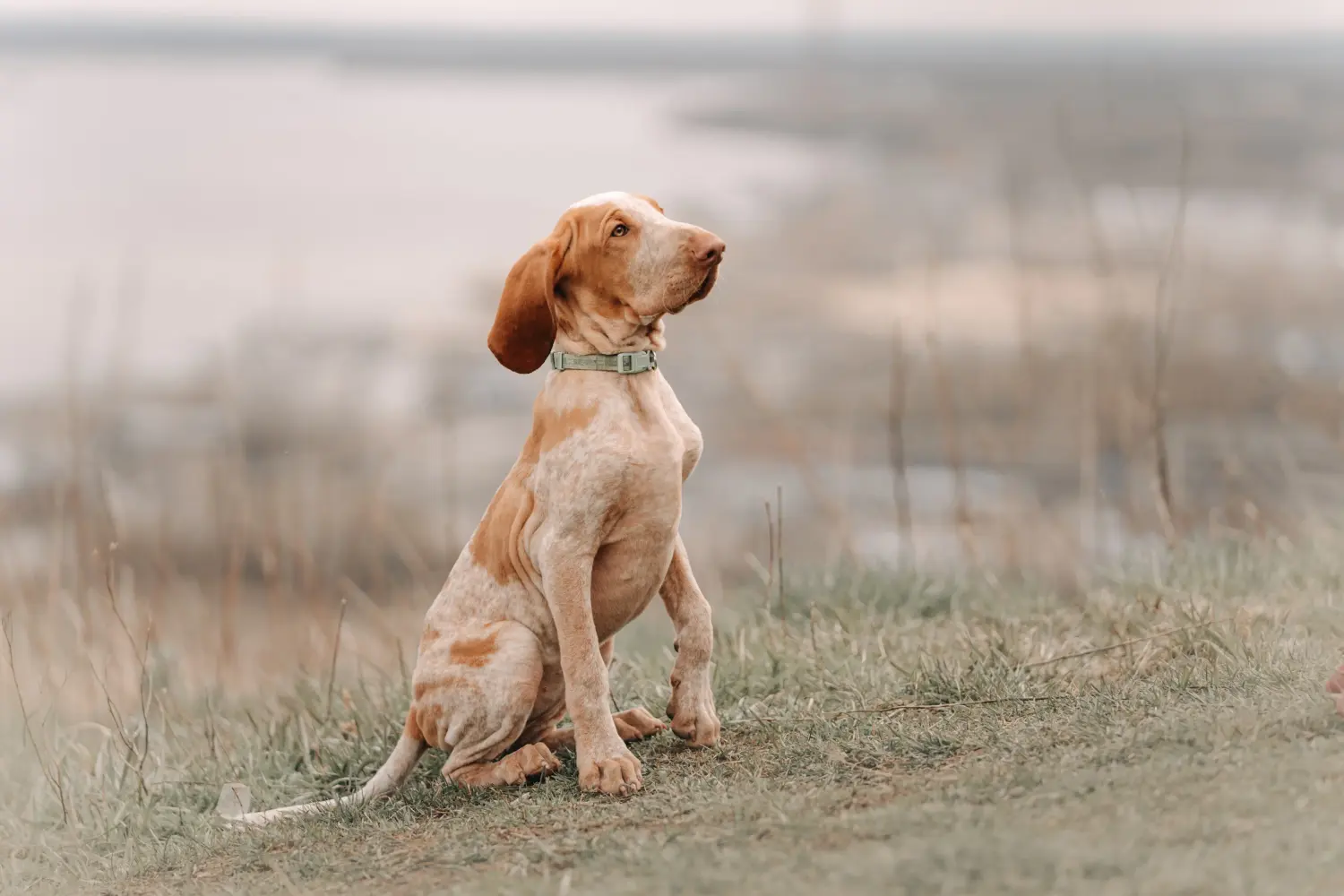 Einen Bracco Italiano Welpen zu kaufen, bedeutet Verantwortung zu übernehmen! Bracco Italiano Welpen kaufen.