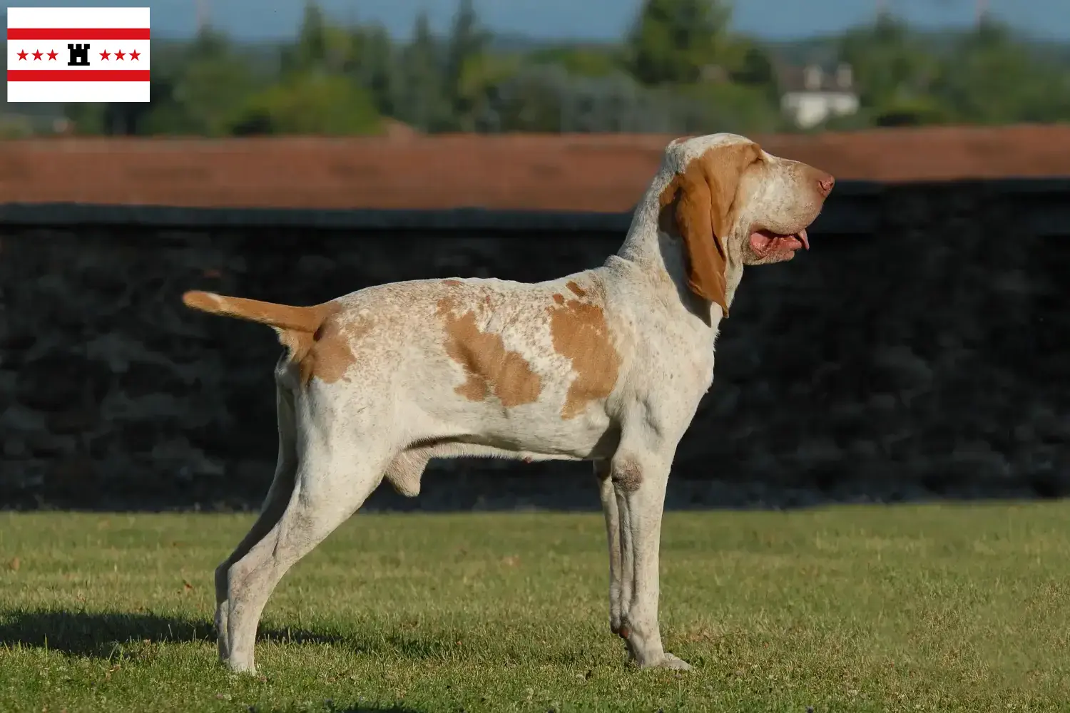 Bracco Italiano Welpen und Züchter Drenthe Hier findest Du Bracco Italianos Züchter in Drenthe.
