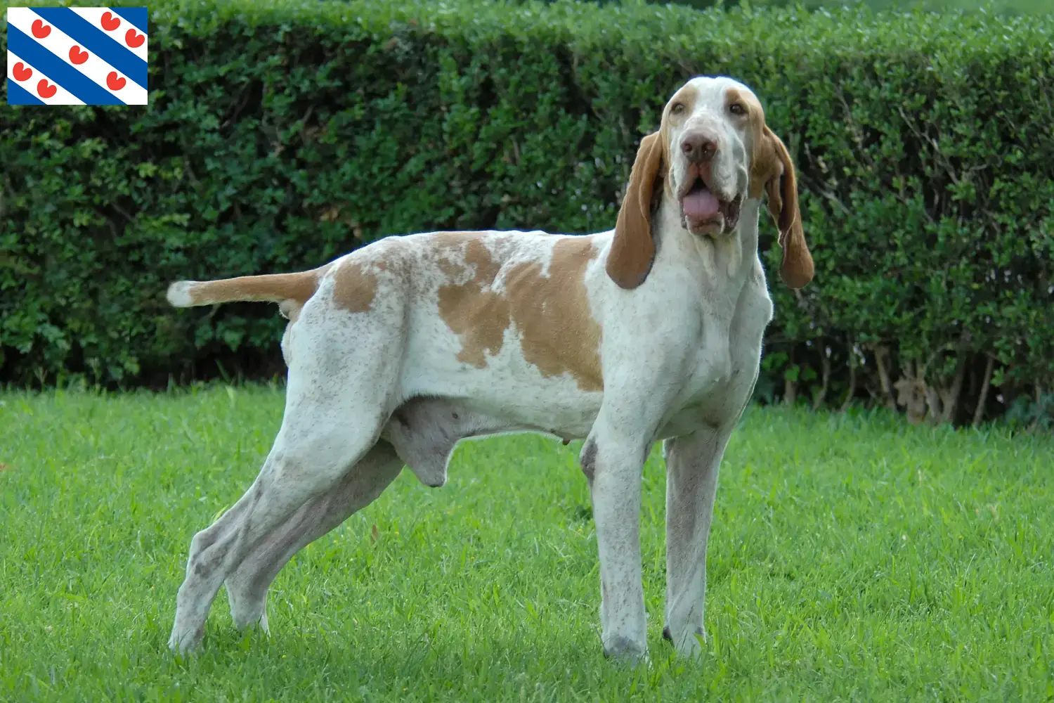 Bracco Italiano Welpen und Züchter Friesland Hier findest Du Bracco Italianos Züchter in Friesland.