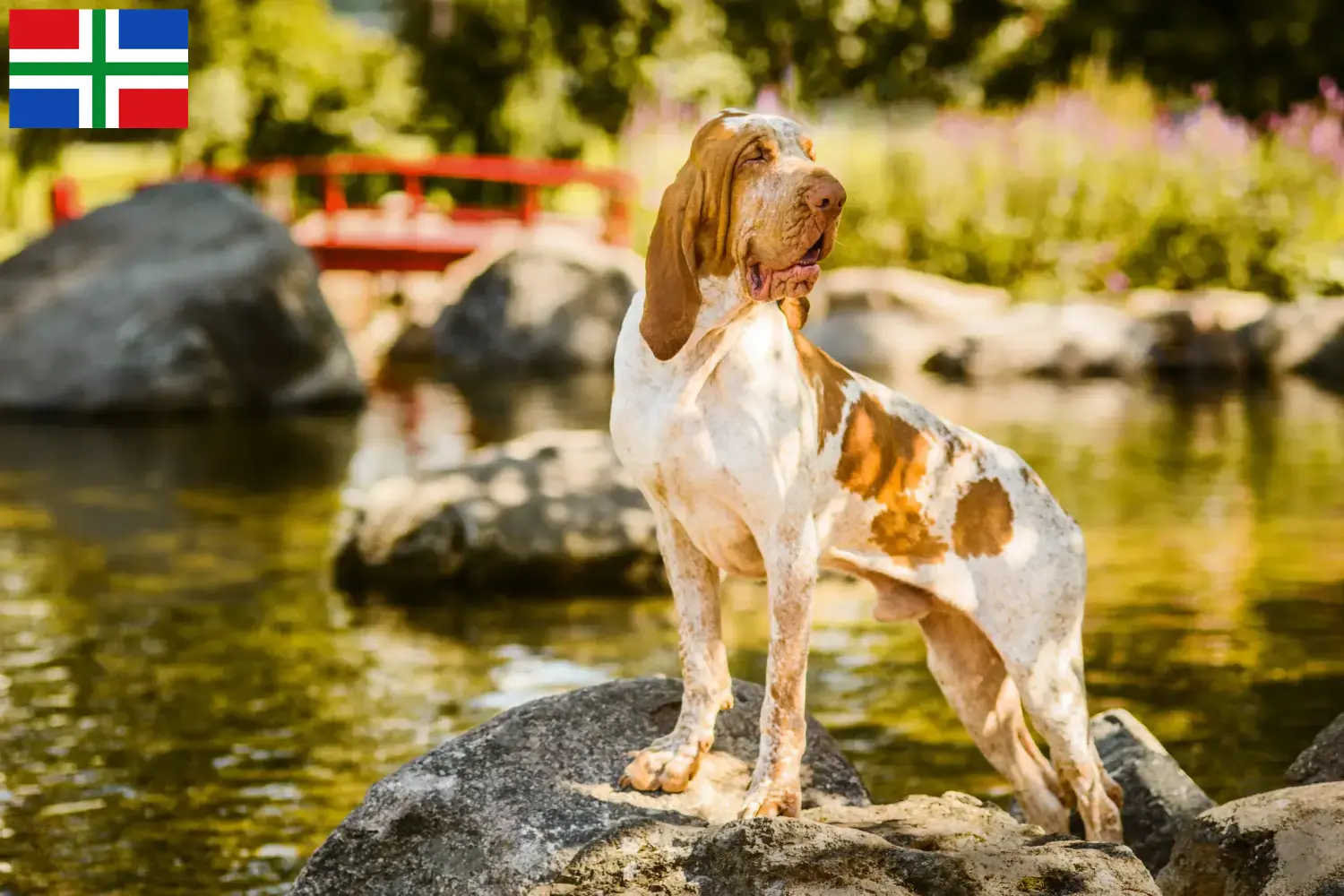 Bracco Italiano Welpen und Züchter Groningen Hier findest Du Bracco Italianos Züchter in Groningen.