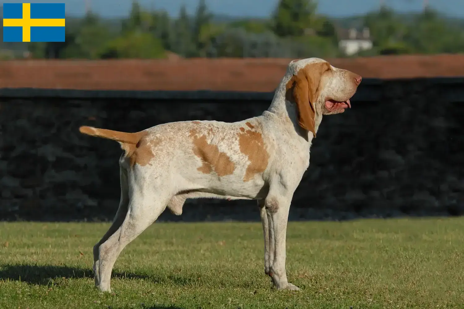 Bracco Italiano Welpen und Züchter Schweden Hier findest Du Bracco Italianos Züchter in Schweden.