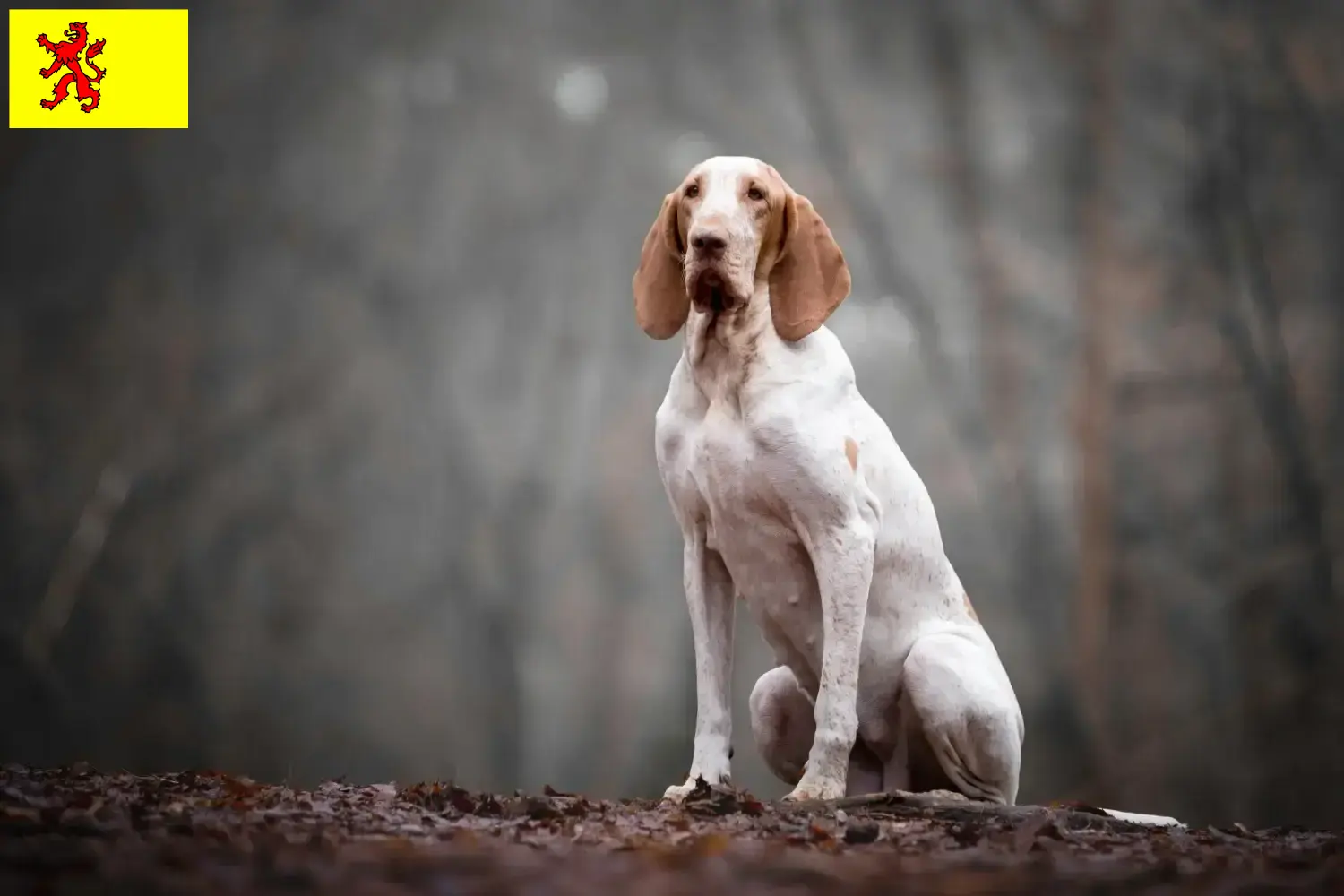Bracco Italiano Welpen und Züchter Südholland Hier findest Du Bracco Italianos Züchter in Südholland.