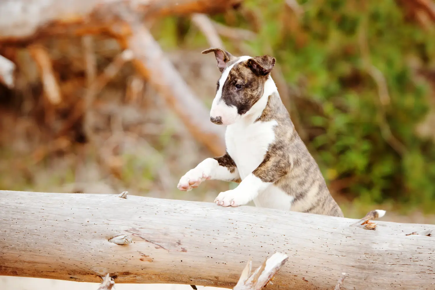 Einen Bull Terrier Welpen zu kaufen, bedeutet Verantwortung zu übernehmen! Bull Terrier Welpen kaufen.