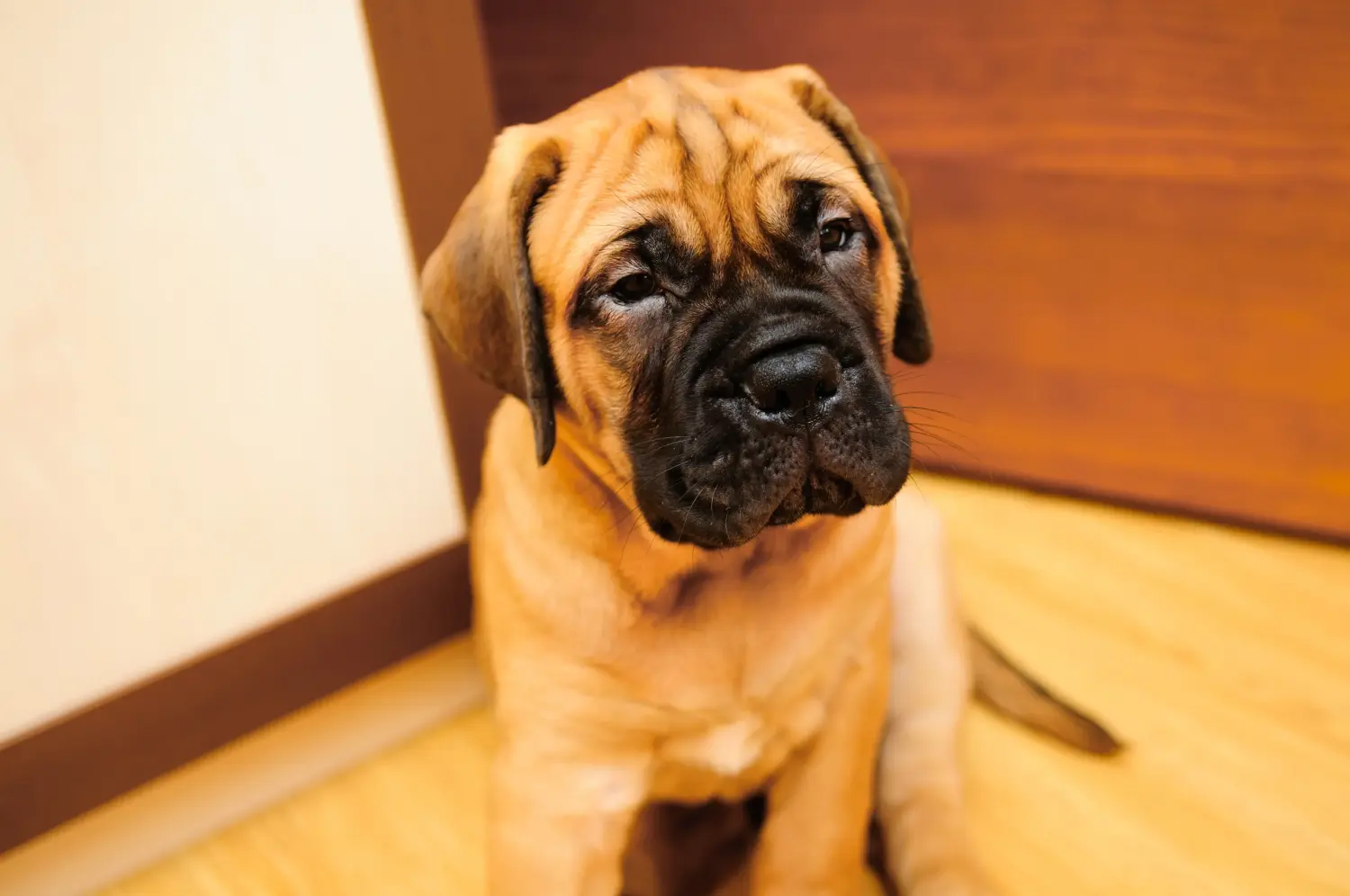 Einen Bullmastiff Welpen zu kaufen, bedeutet Verantwortung zu übernehmen! Bullmastiff Welpen kaufen.