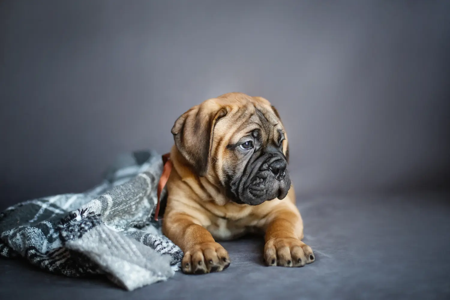 Einen Bullmastiff Welpen zu kaufen, bedeutet Verantwortung zu übernehmen! Bullmastiff Welpen kaufen.
