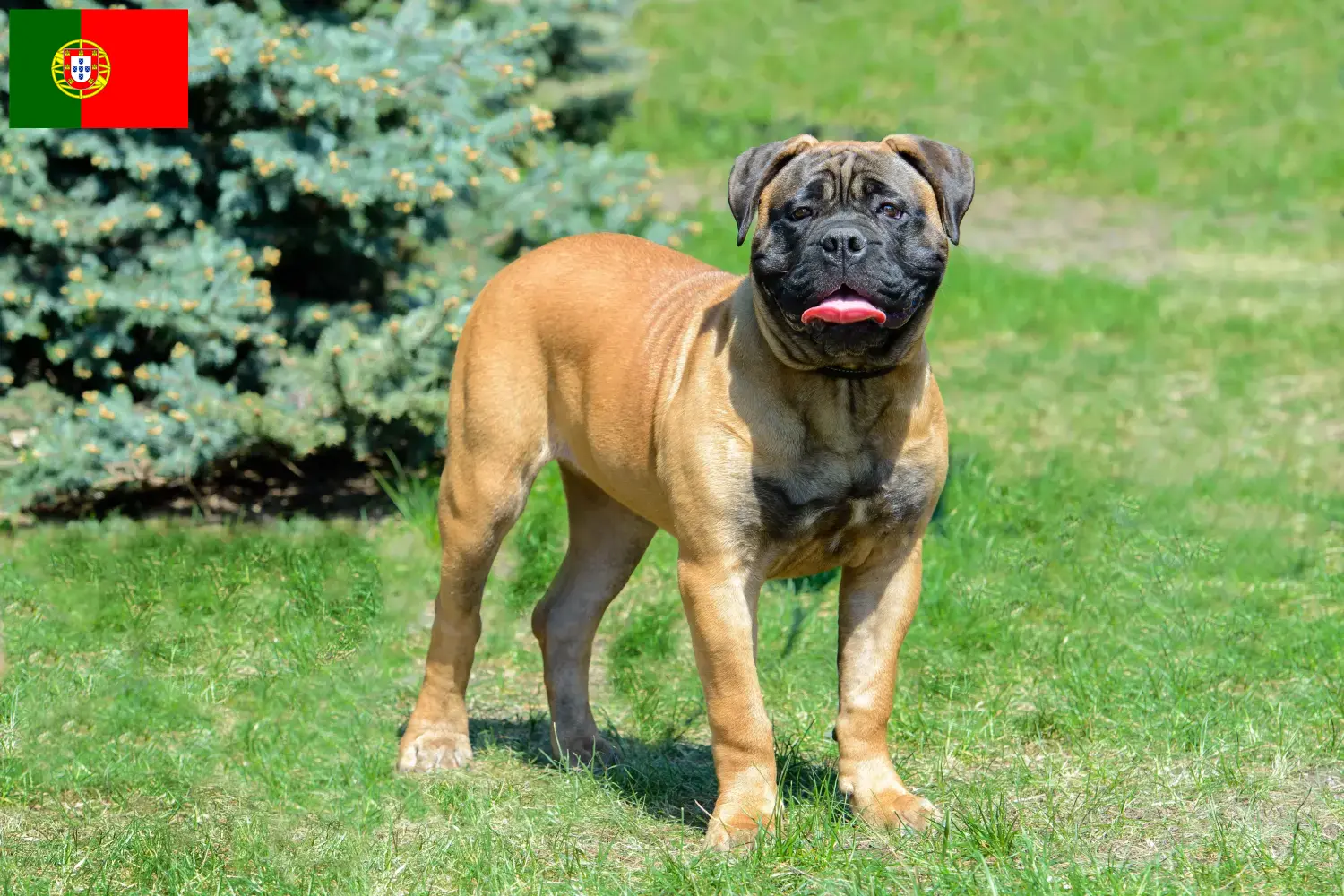 Bullmastiff Welpen und Züchter Portugal Hier findest Du Bullmastiffs Züchter in Portugal.