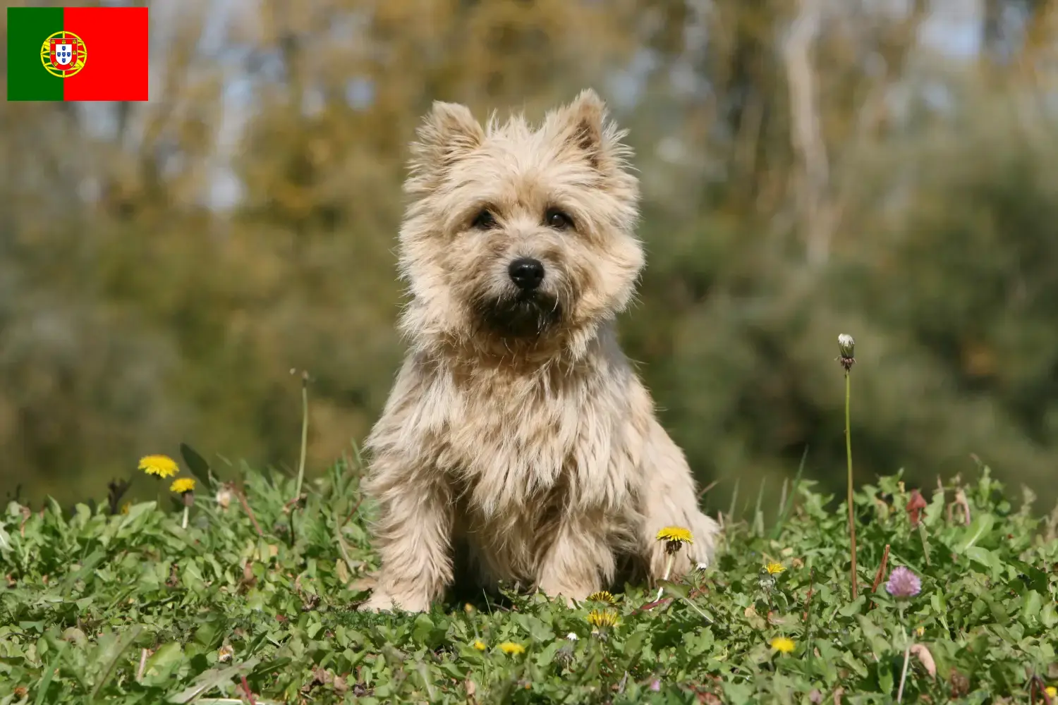 Cairn Terrier Welpen und Züchter Portugal Hier findest Du Cairn Terrier Züchter in Portugal.