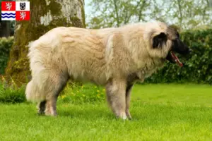 Mehr über den Artikel erfahren Cão Da Serra Da Estrela Züchter und Welpen in Mittelböhmen
