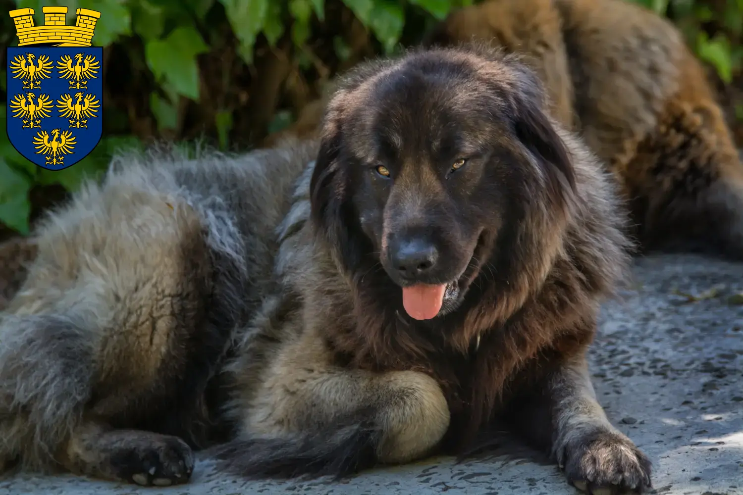 Cão Da Serra Da Estrela Welpen und Züchter Niederösterreich Hier findest Du Cão Da Serra Da Estrelas Züchter in Niederösterreich.