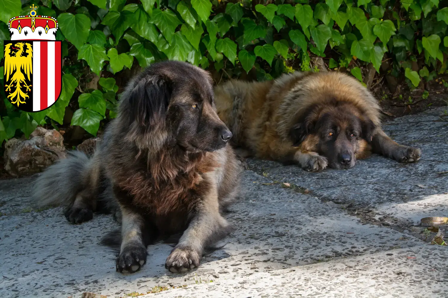 Cão Da Serra Da Estrela Welpen und Züchter Oberösterreich Hier findest Du Cão Da Serra Da Estrelas Züchter in Oberösterreich.