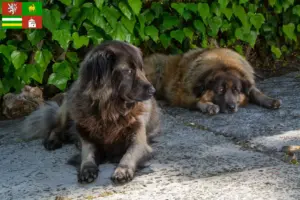 Mehr über den Artikel erfahren Cão Da Serra Da Estrela Züchter und Welpen in Pilsen