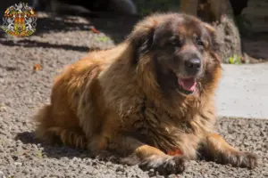 Mehr über den Artikel erfahren Cão Da Serra Da Estrela Züchter und Welpen in Prag