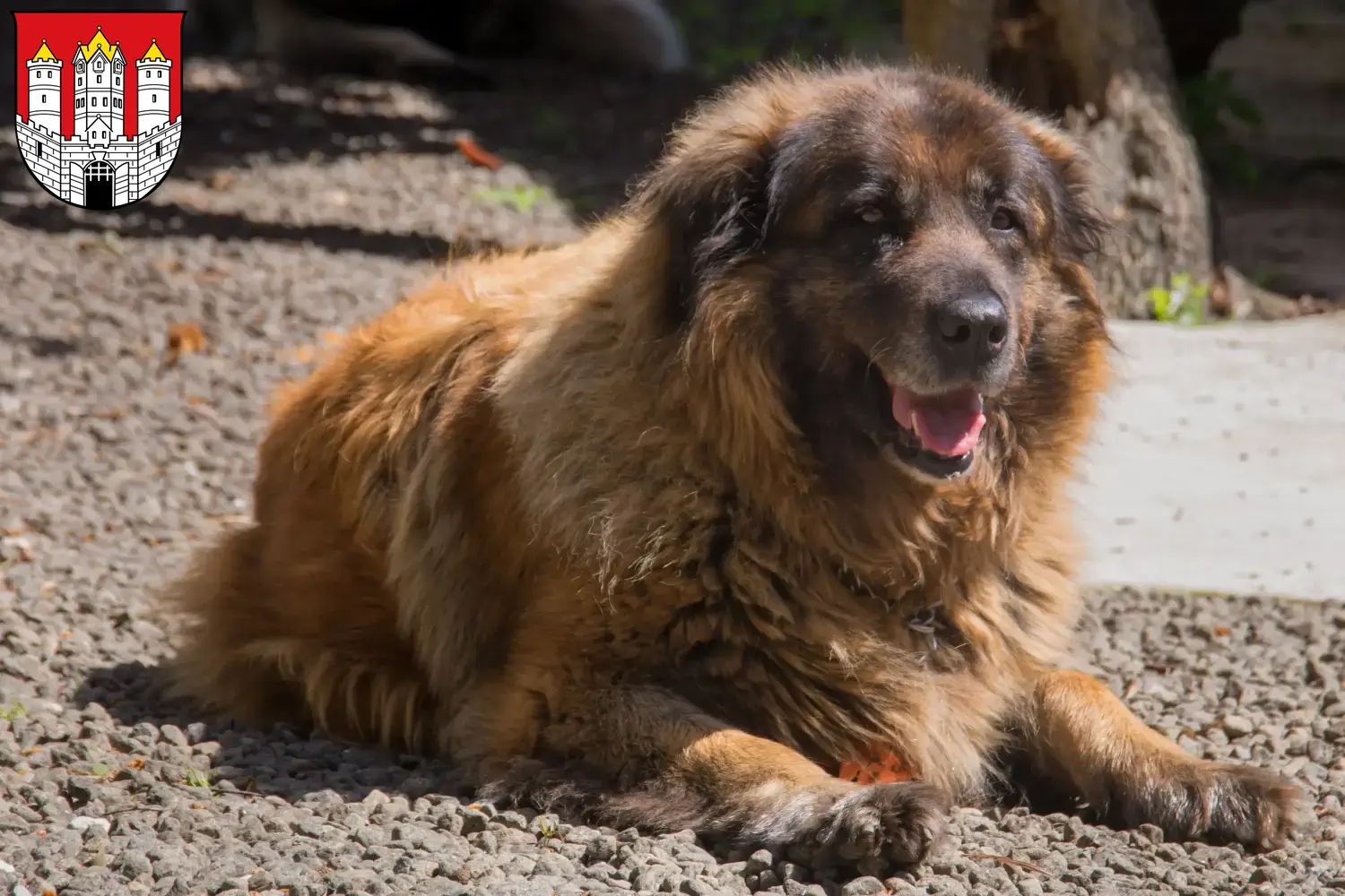 Cão Da Serra Da Estrela Welpen und Züchter Salzburg Hier findest Du Cão Da Serra Da Estrelas Züchter in Salzburg.