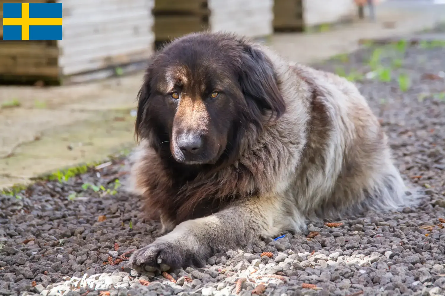 Cão Da Serra Da Estrela Welpen und Züchter Schweden Hier findest Du Cão Da Serra Da Estrelas Züchter in Schweden.