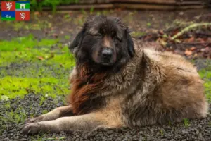 Mehr über den Artikel erfahren Cão Da Serra Da Estrela Züchter und Welpen in Ústí