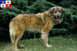 Mehr über den Artikel erfahren Cão Da Serra Da Estrela Züchter und Welpen in Vysočina