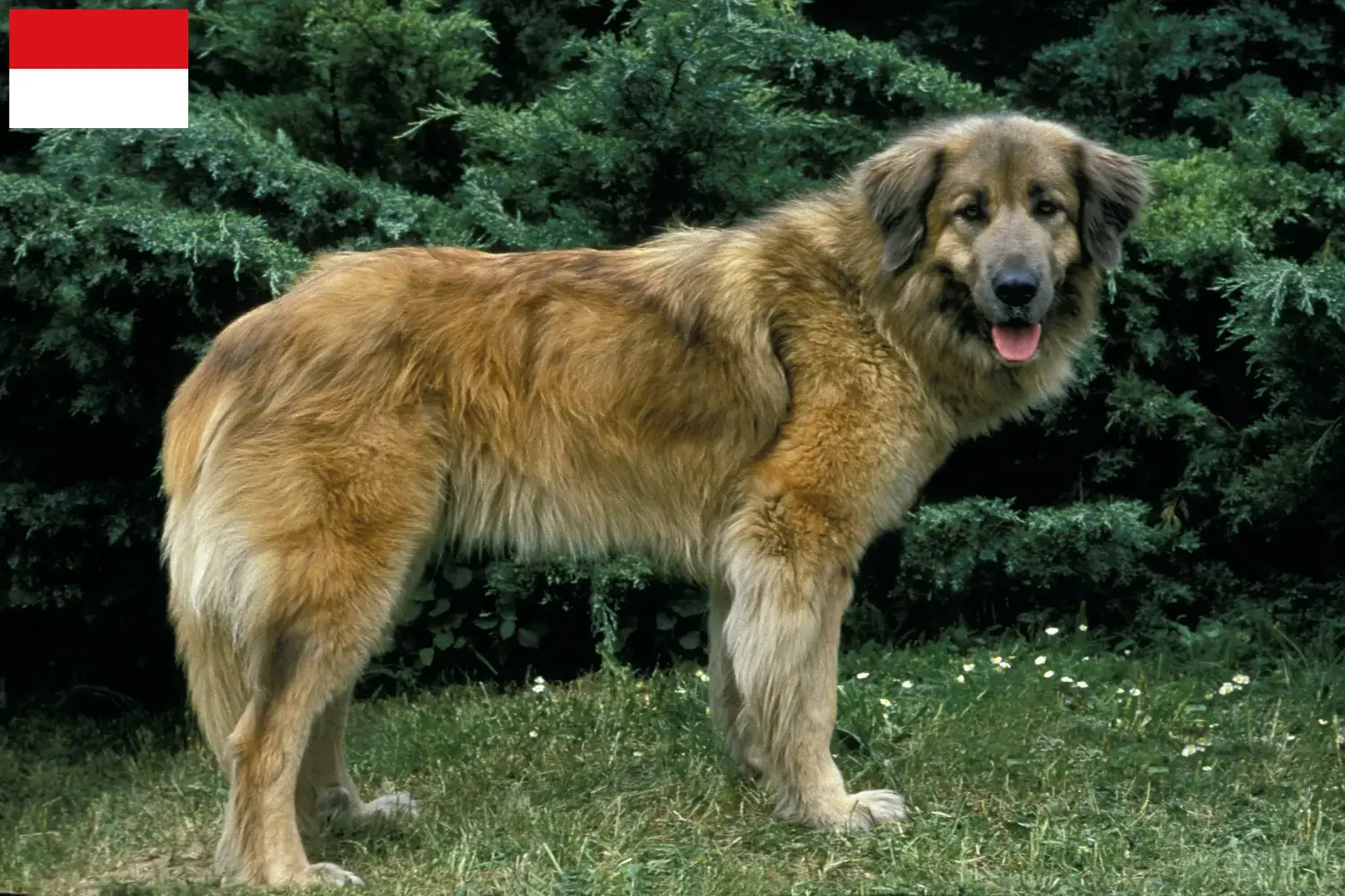 Cão Da Serra Da Estrela Welpen und Züchter Wien Hier findest Du Cão Da Serra Da Estrelas Züchter in Wien.