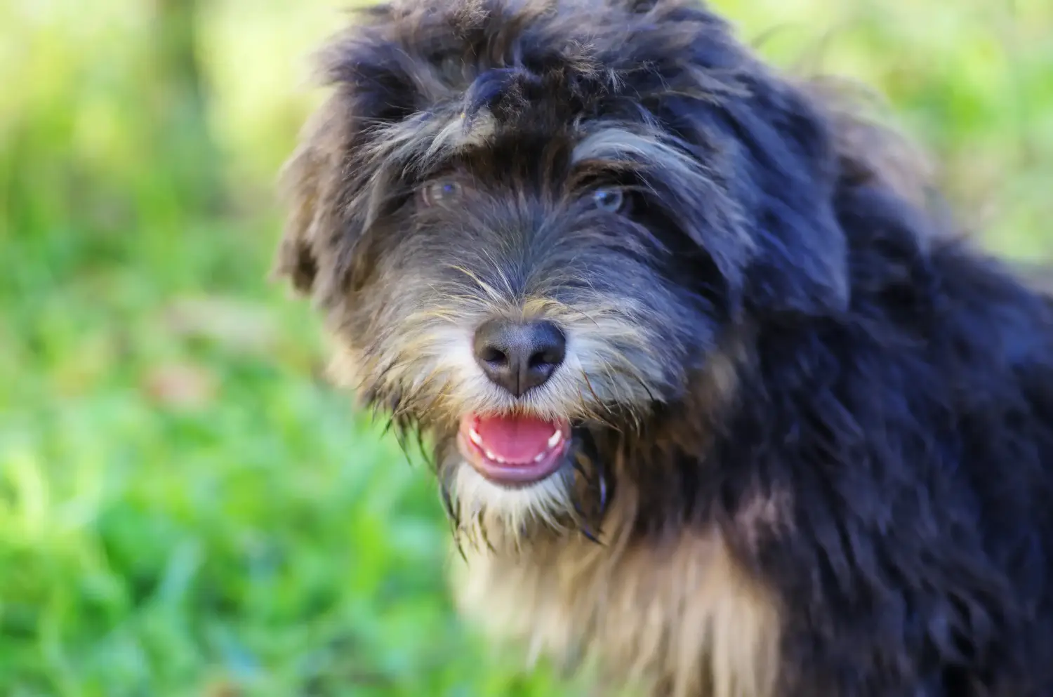 Einen Cão da Serra de Aires Welpen zu kaufen, bedeutet Verantwortung zu übernehmen! Cão da Serra de Aires Welpen kaufen.