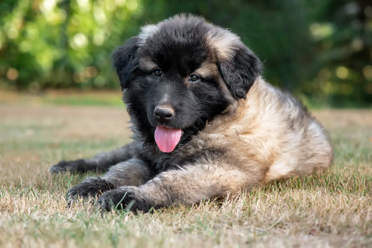Einen Cão da Serra de Aires Welpen zu kaufen, bedeutet Verantwortung zu übernehmen! Cão da Serra de Aires Welpen kaufen.