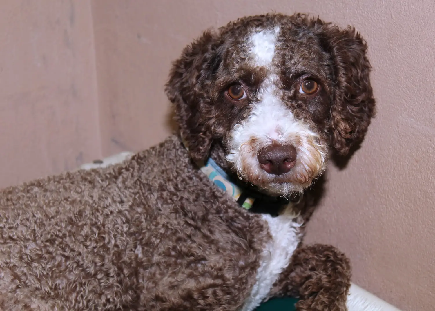 Einen Cão de Agua português Welpen zu kaufen, bedeutet Verantwortung zu übernehmen! Cão de Agua português Welpen kaufen.