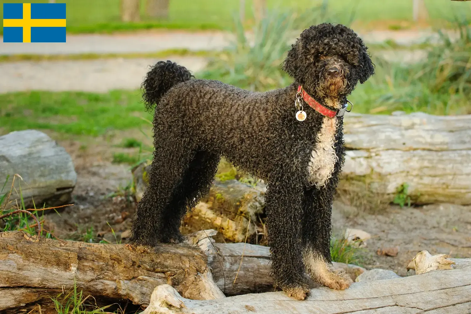 Cão de Agua português Welpen und Züchter Schweden Hier findest Du Cão de Agua português Züchter in Schweden.