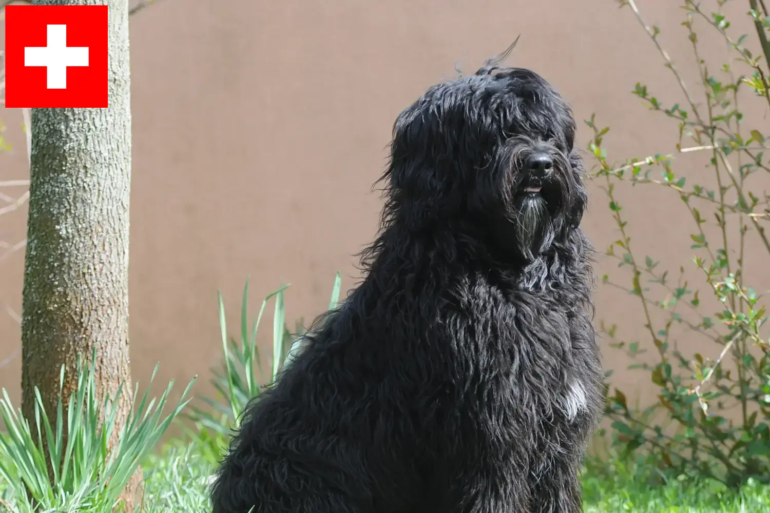 Cão de Agua português Welpen und Züchter Schweiz Hier findest Du Cão de Agua português Züchter in der Schweiz.