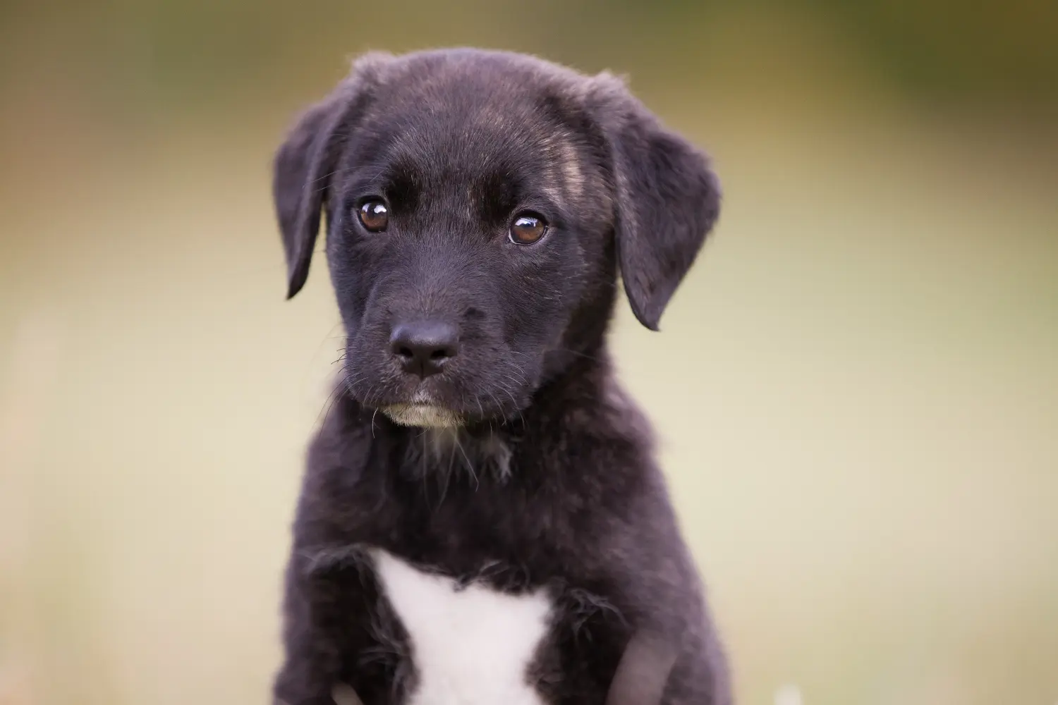 Einen Cão Fila de São Miguel Welpen zu kaufen, bedeutet Verantwortung zu übernehmen! Cão Fila de São Miguel Welpen kaufen.