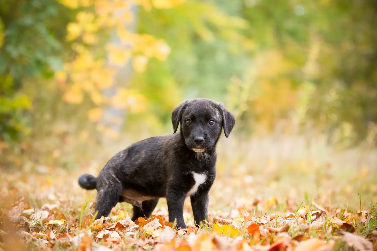 Einen Cão Fila de São Miguel Welpen zu kaufen, bedeutet Verantwortung zu übernehmen! Cão Fila de São Miguel Welpen kaufen.